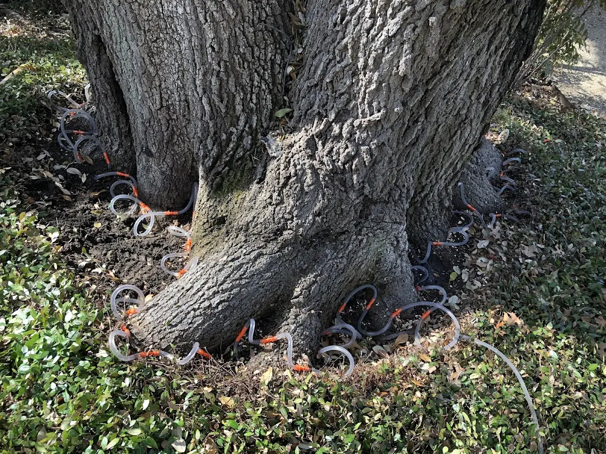 Detailed Tree Cabling and Bracing job site in Johnston