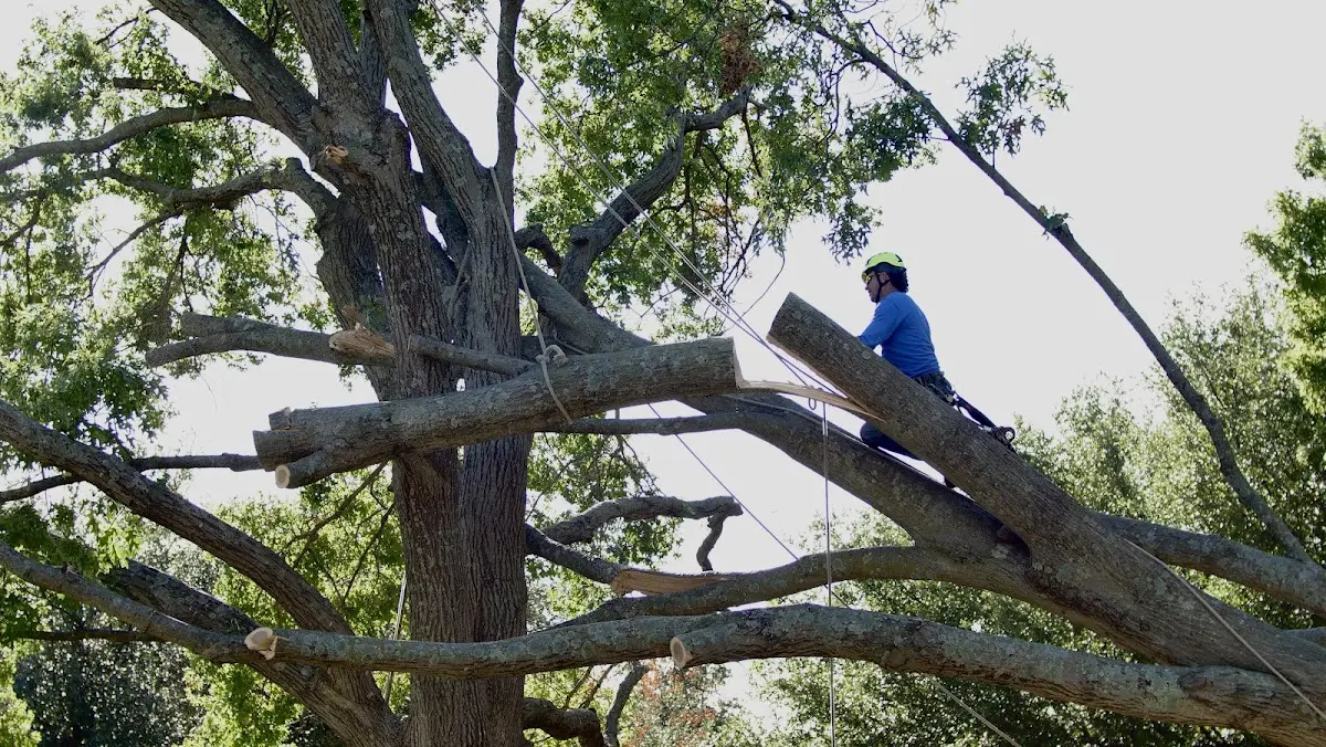 Professional Crown Thinning performed by certified arborists in Johnston