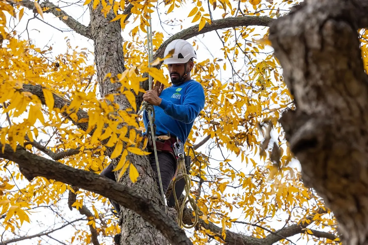 Skilled Tree Planing crew working in Johnston